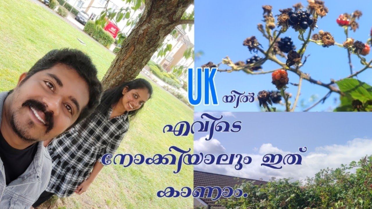 Most common wild berry in UK | #food   #akvlogbyakashkarthik #ukmalayali