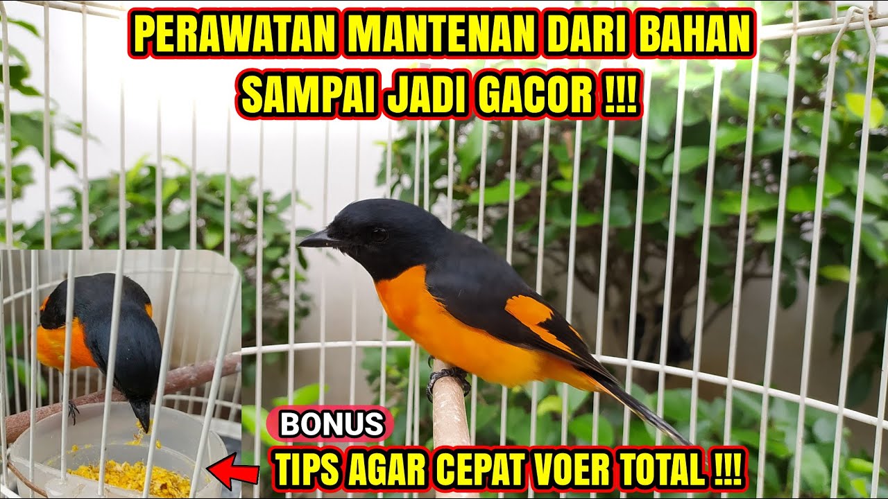 PERAWATAN MANTENAN / SEPAH DARI BAHAN SAMPAI GACOR & CARA MELATIH MAKAN VOER❗