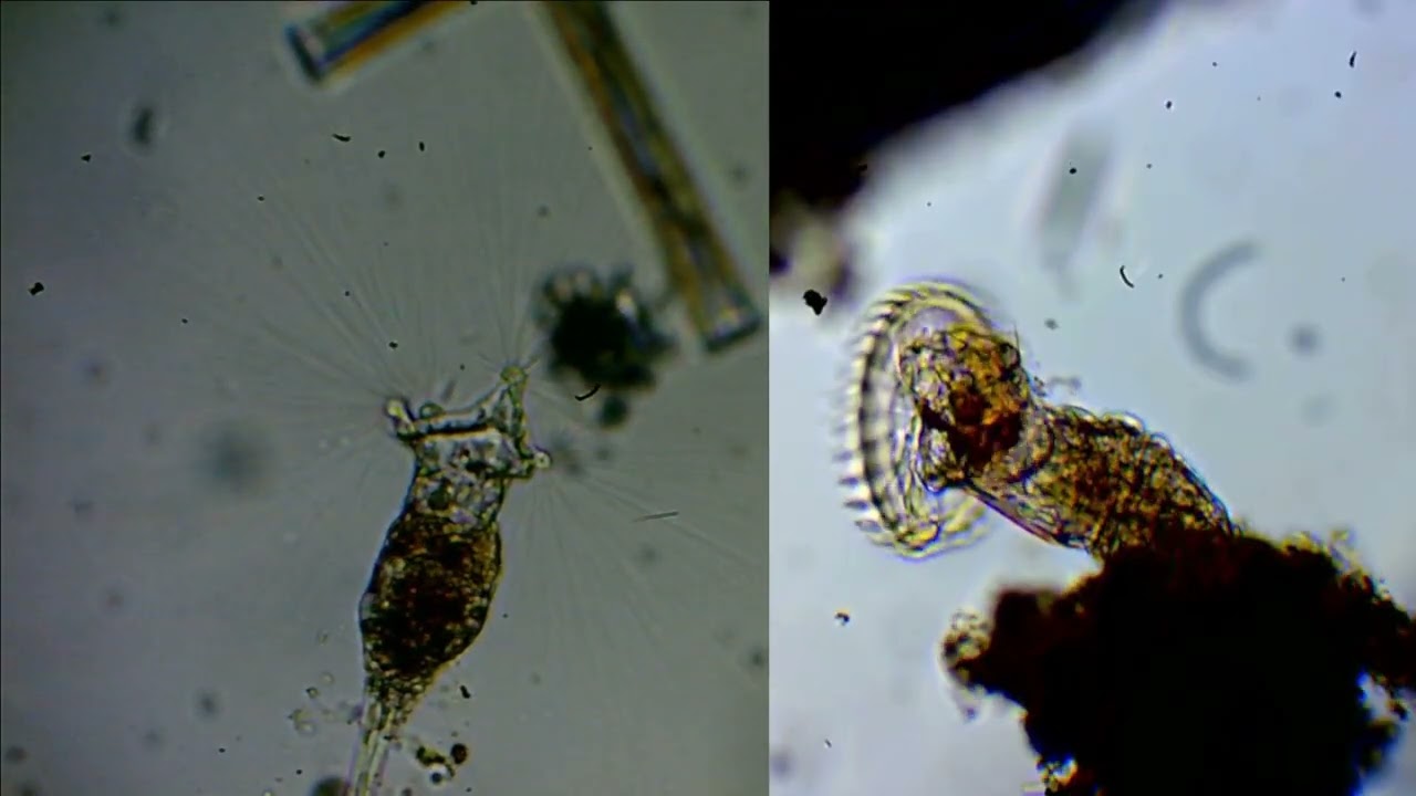 Collotheca ornata. La Flor Invisible del plancton.