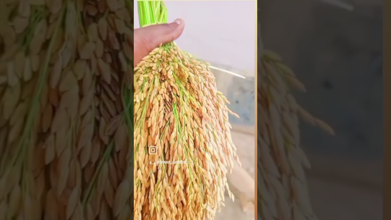 #trendingshorts #villagevibes #villagevlog #farming #farmer #villagelifestyle #farmingfamily