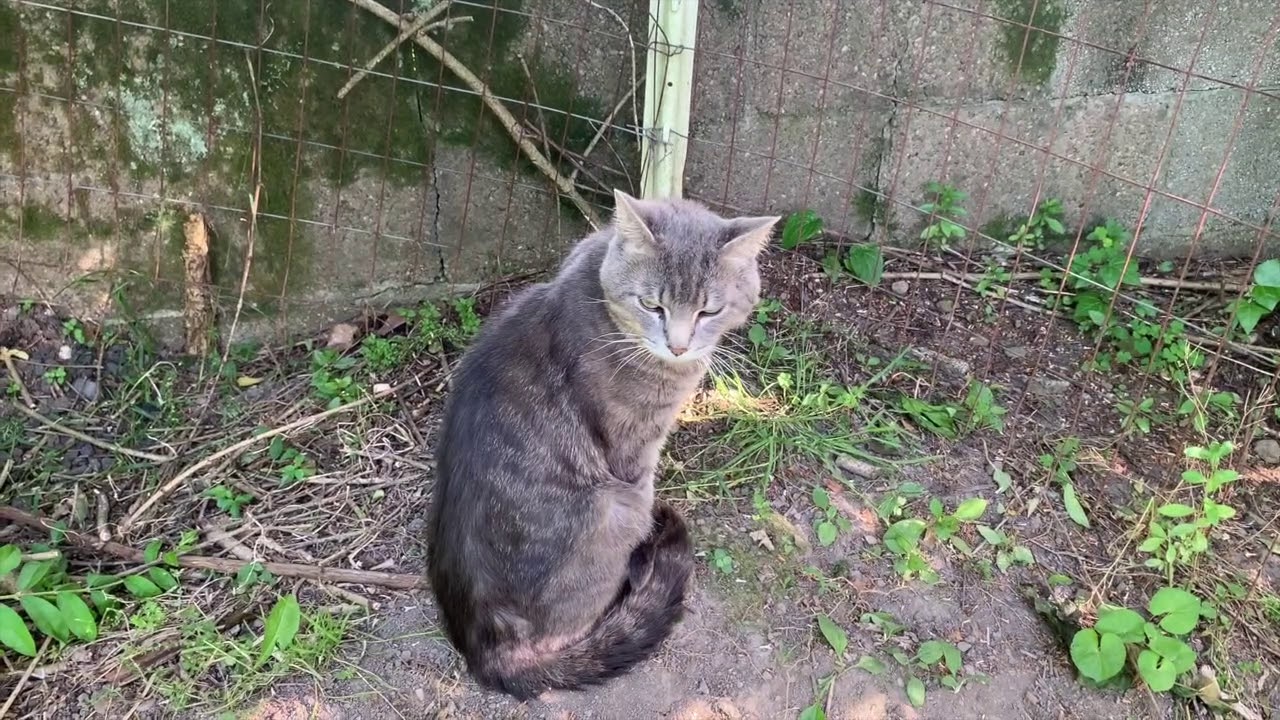 Chris Brison - My Cat Ran Away (Official Video)
