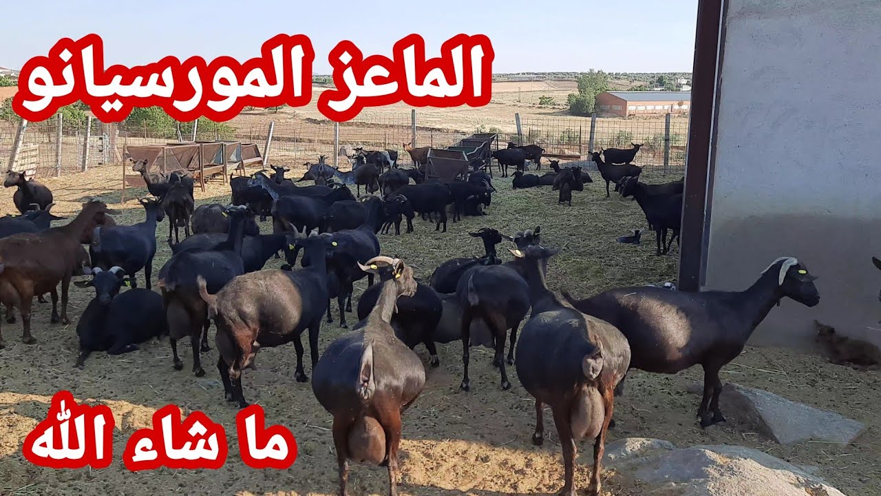 مزرعة الماعز المورسيانو وشراء جديات صغار  و طريقة تعليمهم الرضاعة الصناعية