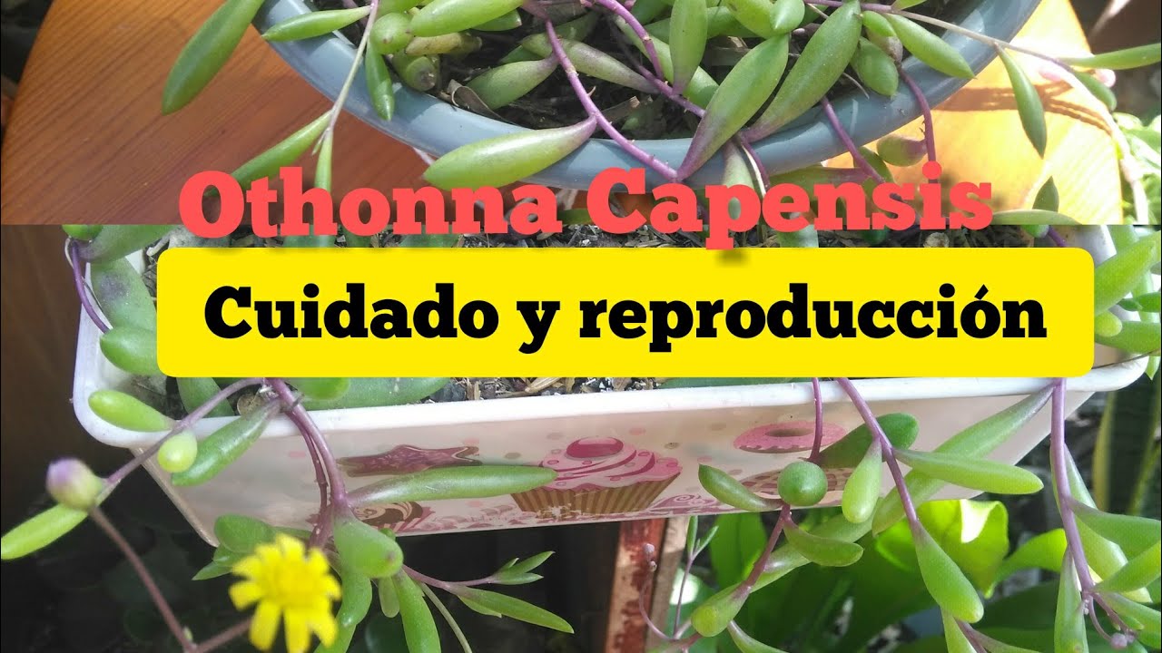 Othonna Capensis (collar de rubí) cuidados y reproducción 💚💚❤️❤️