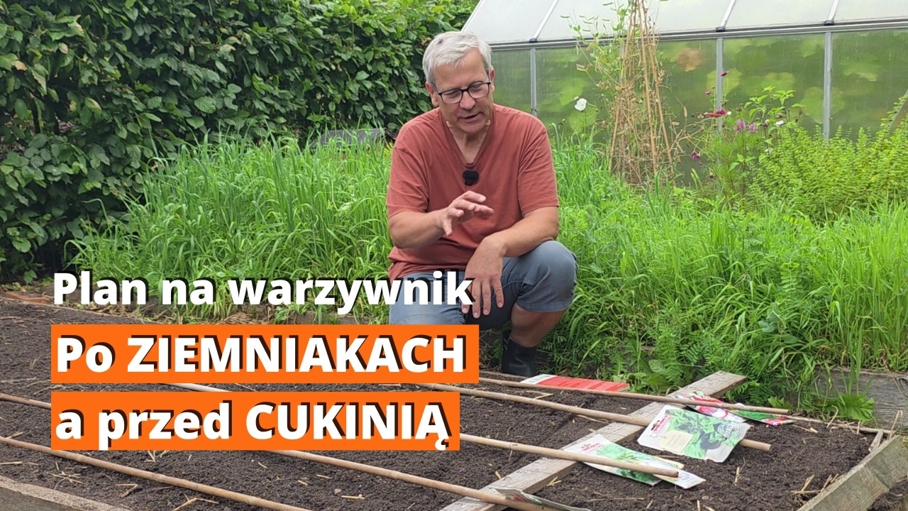 Siewy pod koniec sierpnia. Poplony po ziemniakach pod cukinię. Planowanie grządki na 2 sezony!