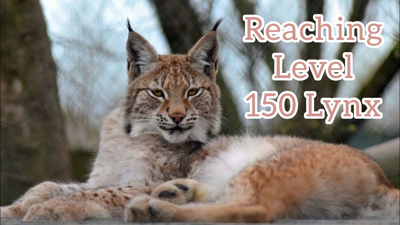 Reaching Level 150 Lynx | WildCraft