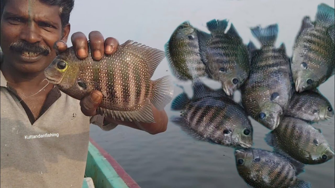 വേമ്പനാട്ട് കായലിലെ കരീമിനേകൈചൂണ്ടയിൽ പിടിച്ചു കൊടുത്തപ്പോൾ