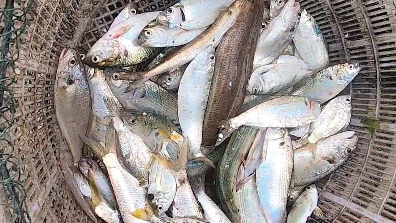 阿雄叫朋友帮忙一起出海，抓到的鱼货不多全送给他，到家都下午了