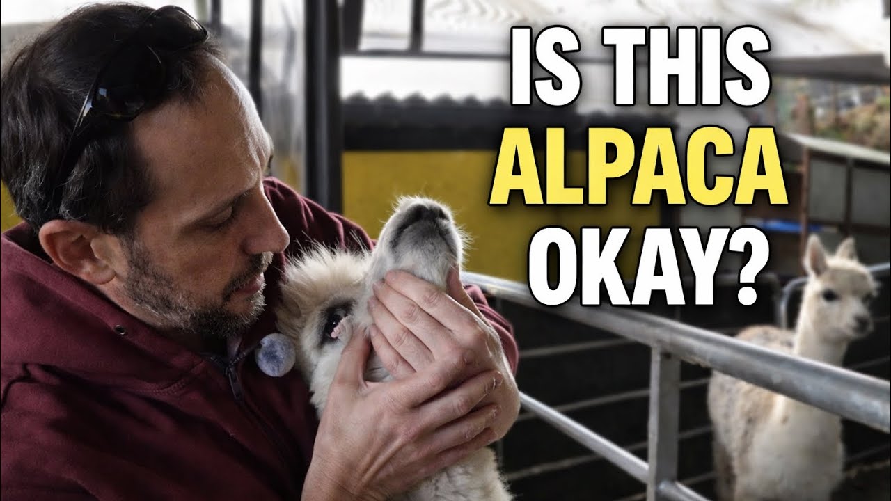 Alpaca Health Check After the Storm | Routine Care at Seaside Alpacas