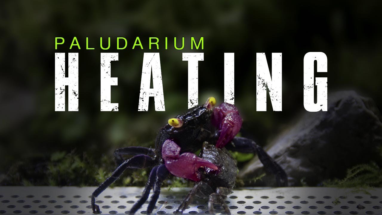 🦀 THE BEST WAY TO HEAT A VAMPIRE CRAB TANK