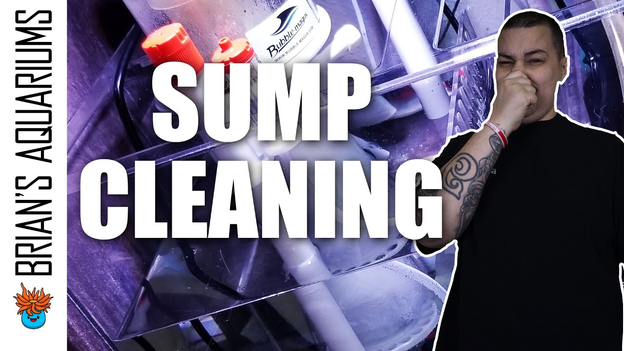 How To Clean Your Sump - Saltwater Aquarium Tips for Beginners