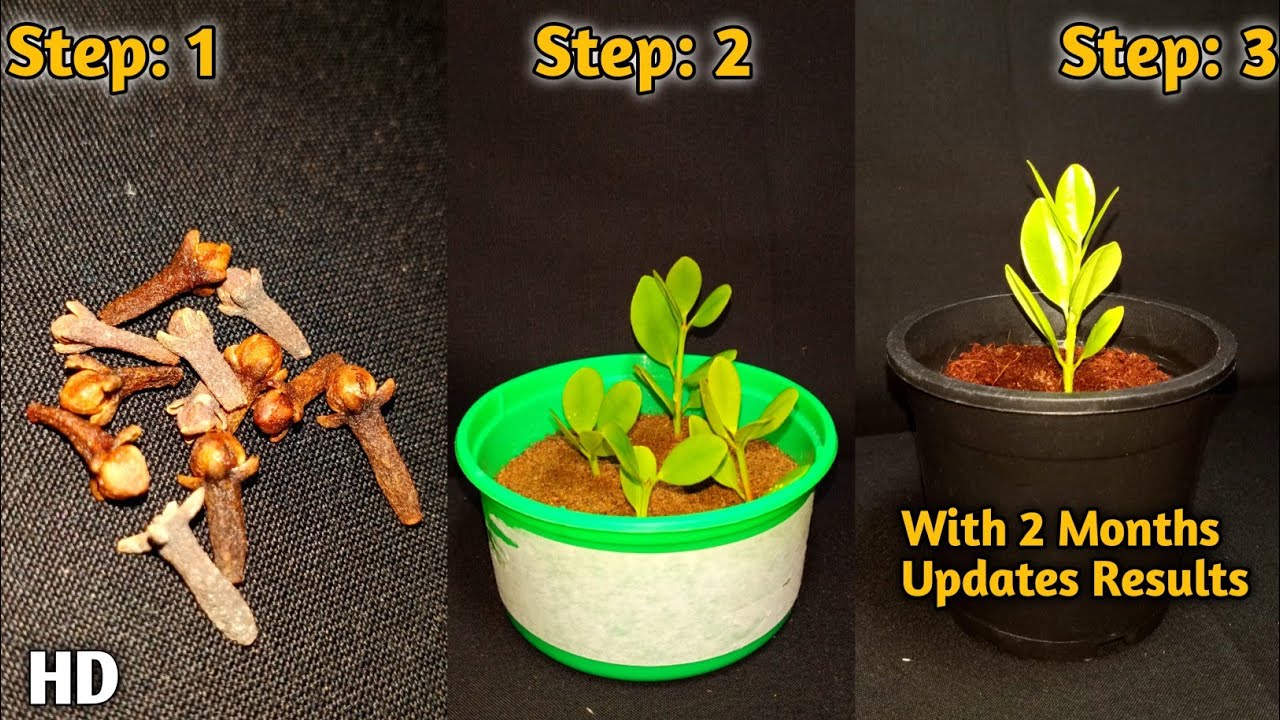 How to grow Clove Plants from seed : घर पर लौंग के बीज का अंकुरण कैसे करें | How to germinate Clove