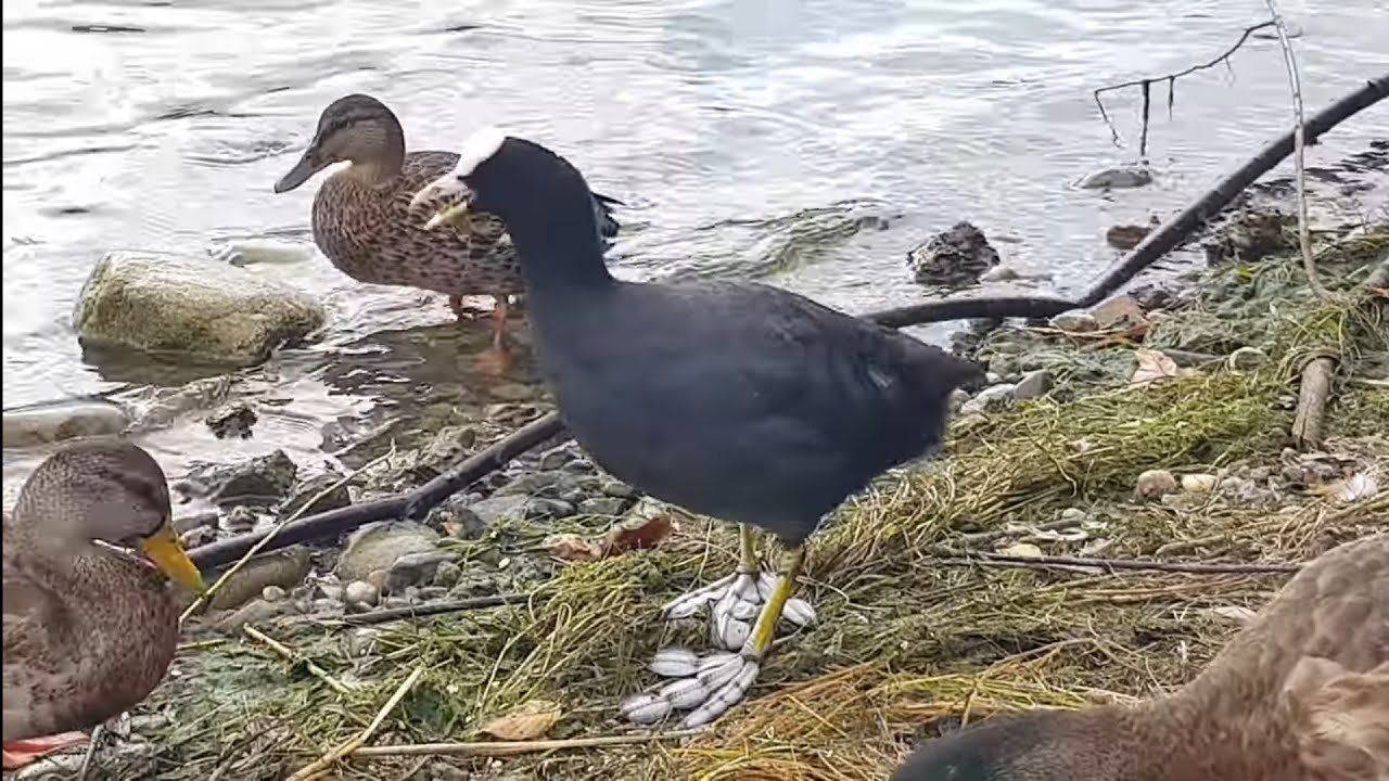 😆Blässhuhn wird von Enten bedrängt...(Coot is harassed by ducks)