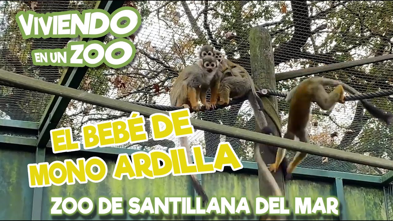 El bebé de Mono Ardilla
