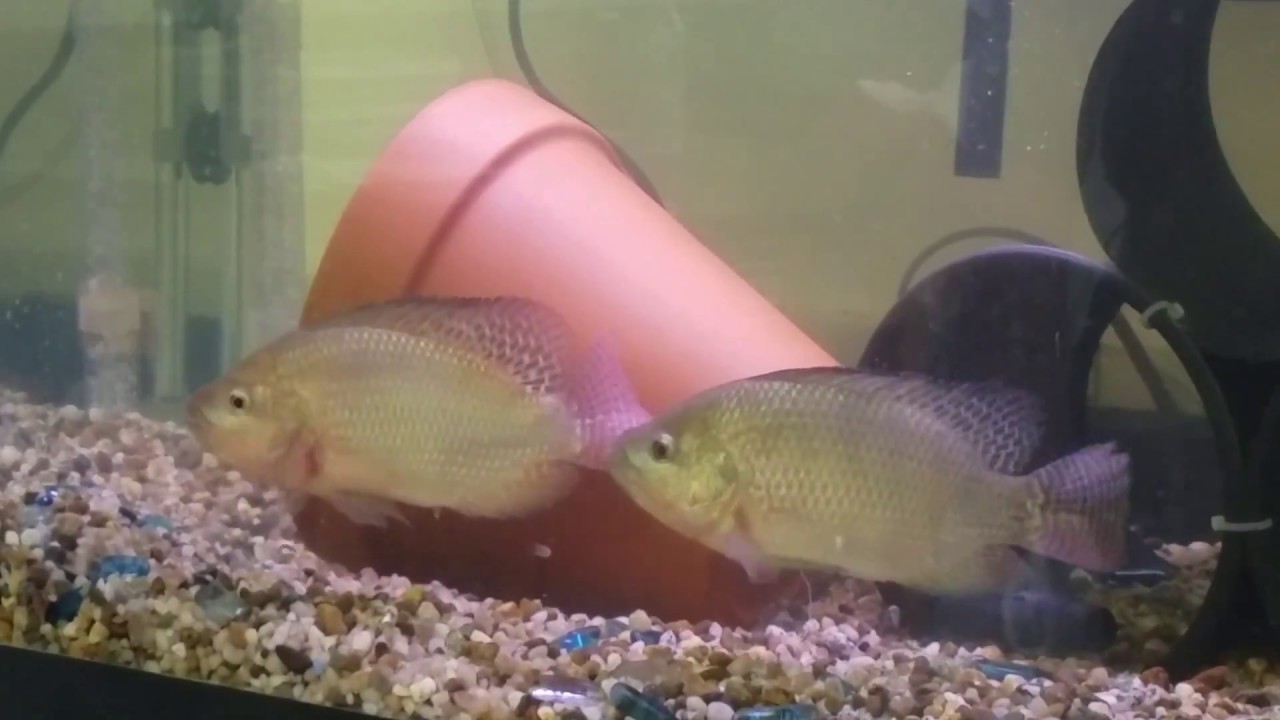 Blue Nile Tilapia Mating Behavior