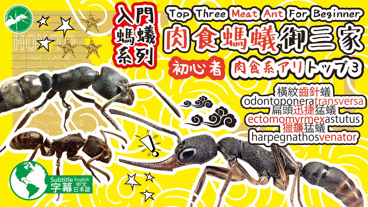 肉食螞蟻御三家 Top three meat ant for beginner 初心者肉食系アリトップ3