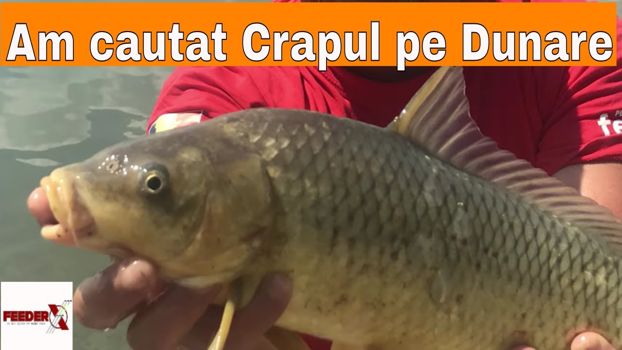 Am cautat crapul la Dunare fara nadire in partida de cateva ore