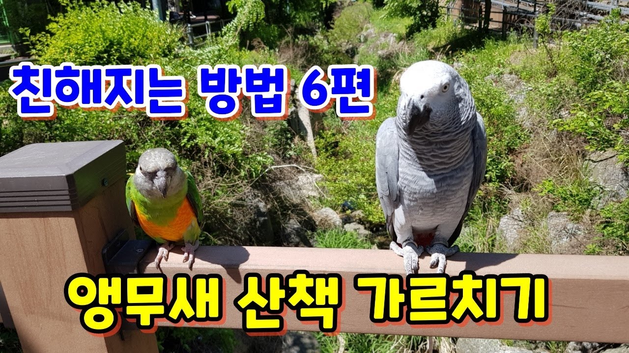 친해지는 방법 6편! 앵무새 산책 가르치는 방법!