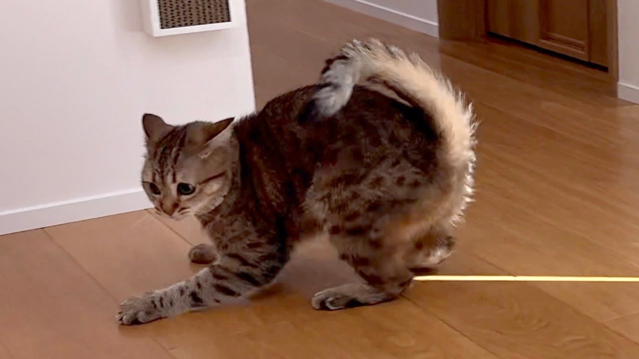 突然、猫の様子がおかしくなりました&hellip;！