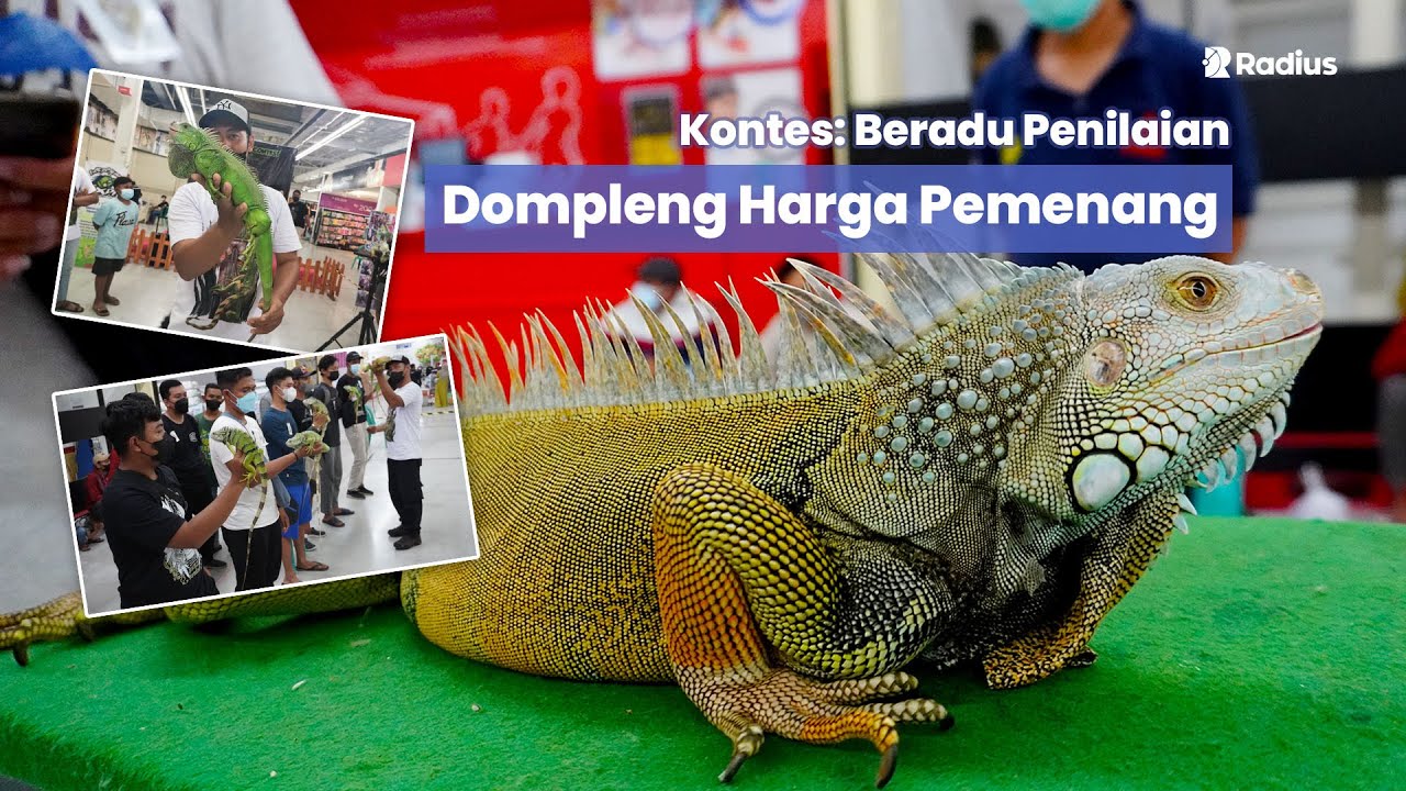 Kontes Reptil Pasuruan | LIVE REPORT