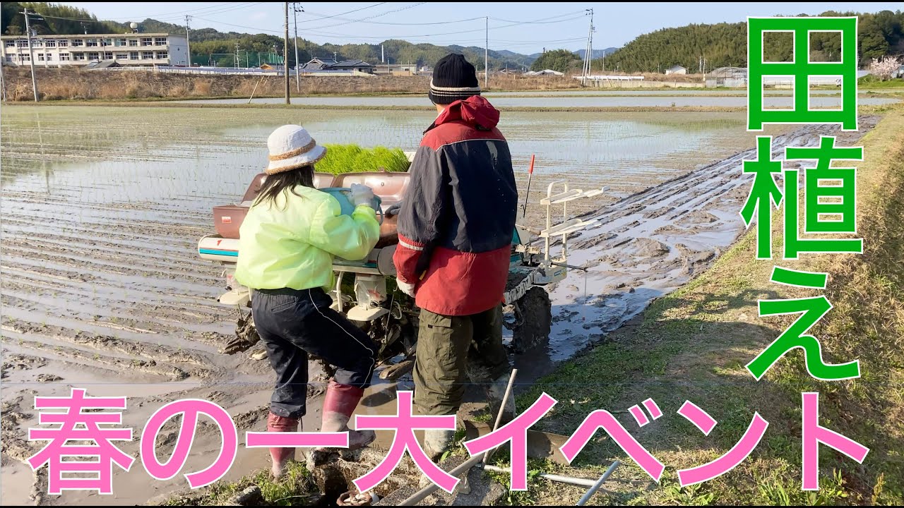 【２０２５ 米作り１９】コシヒカリ一大イベント 田植えをしたぞ 👍