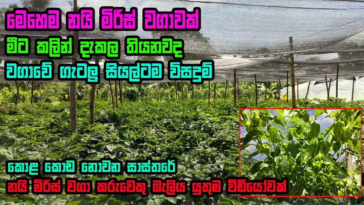 සාර්ථක නයිමිරිස් වගාවකට අවශ්‍ය සම්පූර්ණ දැනුම  Nai miris wagawa | Nai kochchi wagawa | Scotch Bonnet