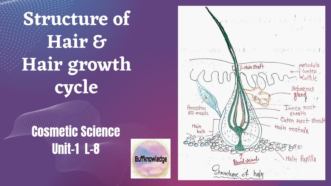 Structure of Hair & Hair growth cycle! Cosmetic Science ! Unit -1 L-8! B&D Pharmacy #Bpharm8thsem