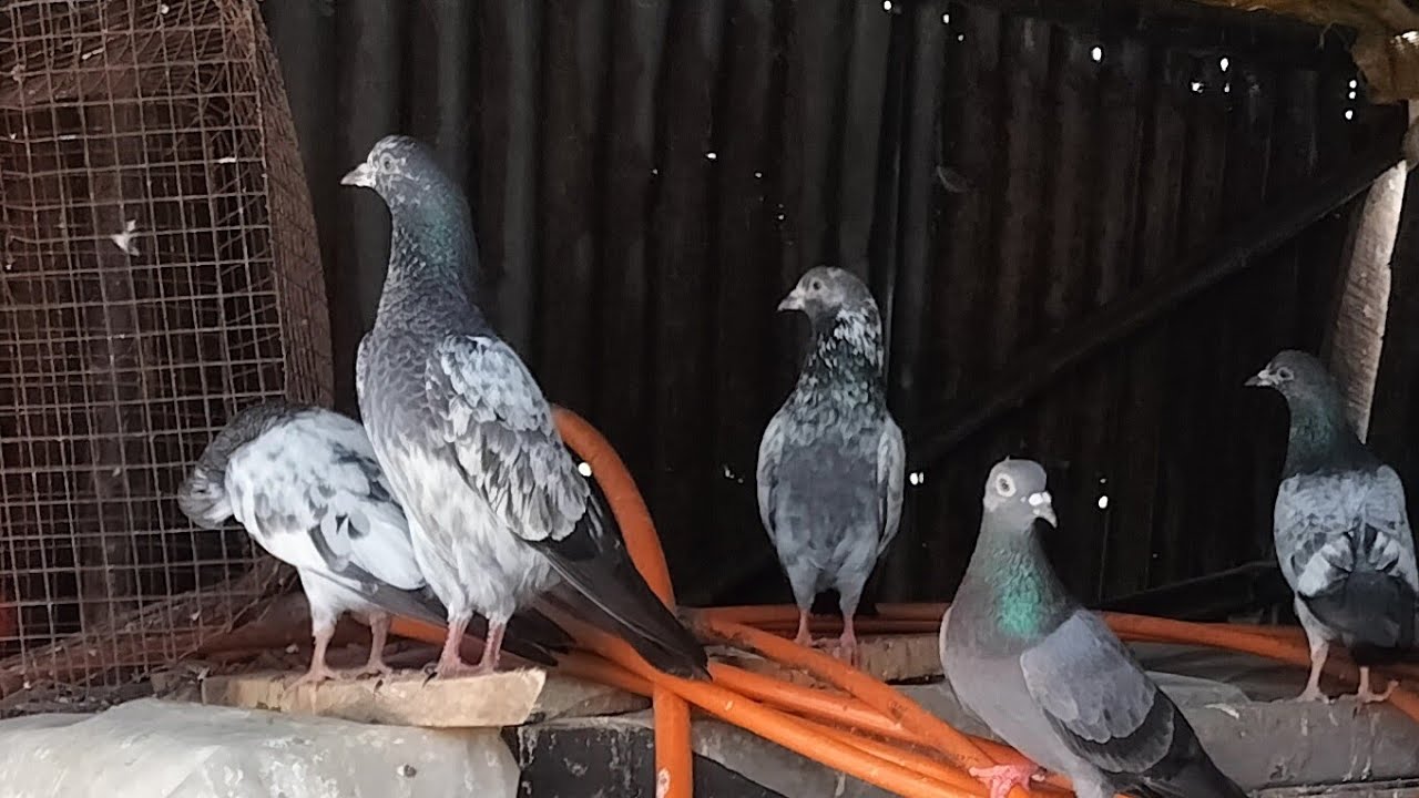 SANJOY PIGEON VLOG আমার ঘরের কিছু পায়রা ও বাচ্চার সব করাচ্ছে घर का कुछ बड़ा कबूतर और कुछ बच्चे 