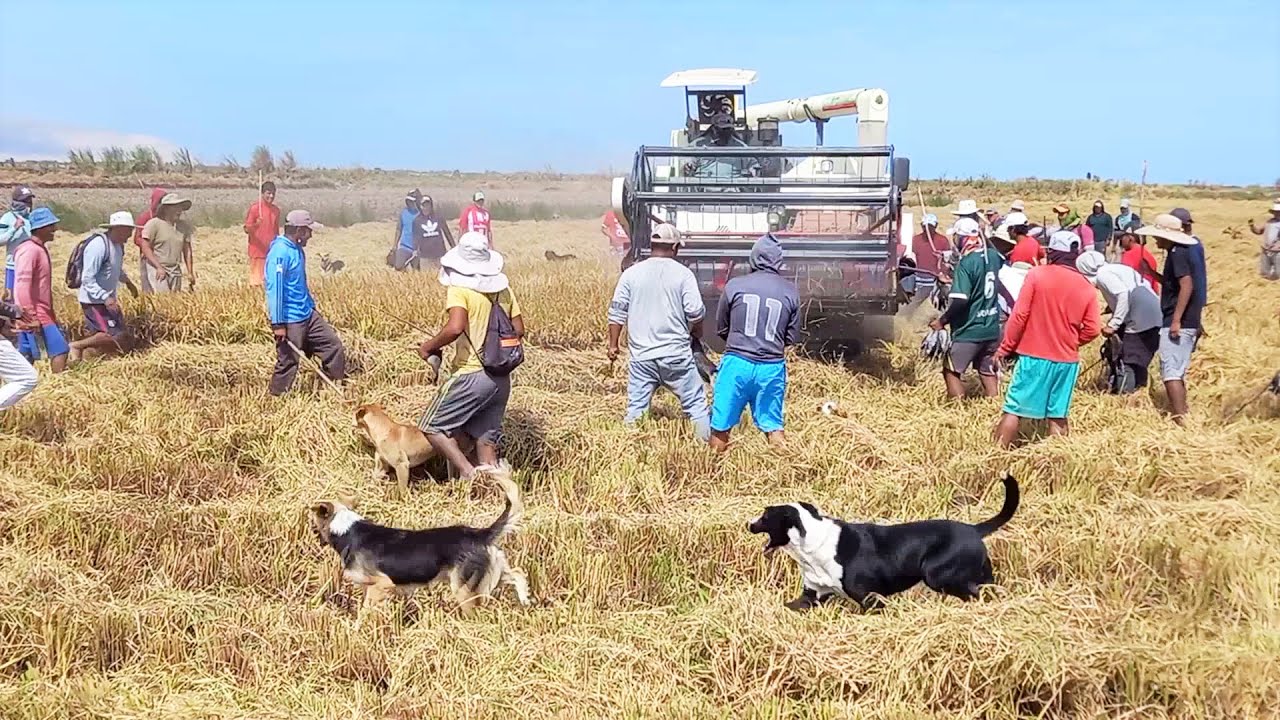 Mira Así ATRAPAN los PERROS y HOMBRES Cazadores GALLINULAS Negras de Pico Rojo -  La Pesca de Chocas