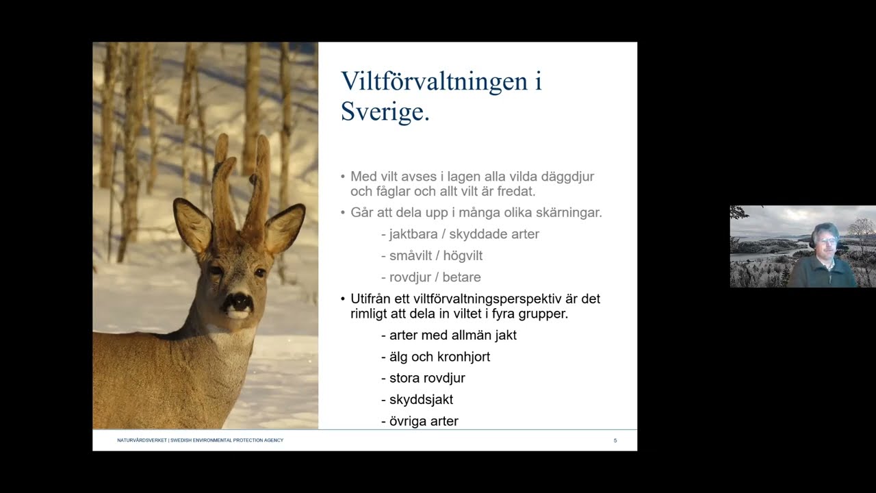 Viltförvaltning i Sverige – vem gör vad