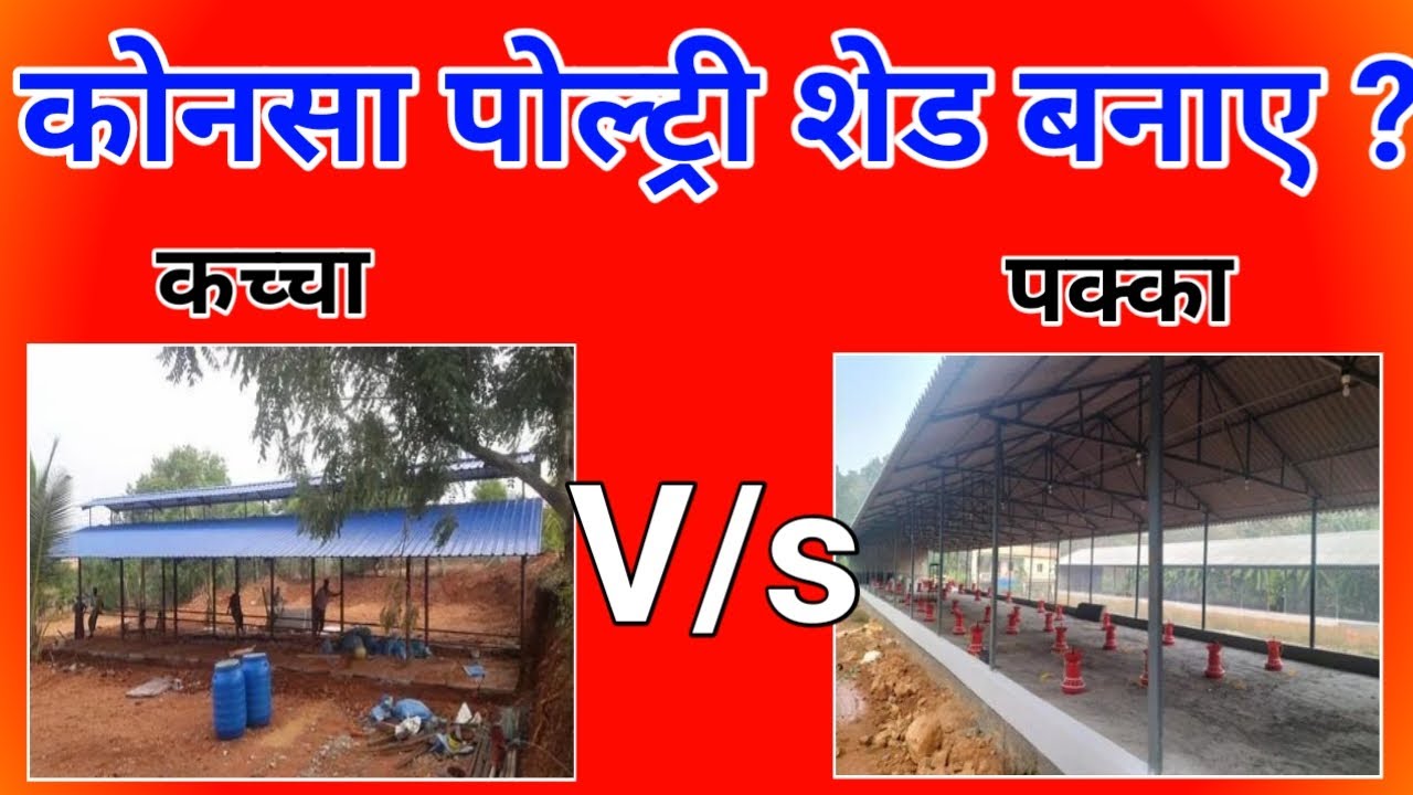 105 Low cost poultry shed construction, कौनसा पोल्ट्री शेड बनाये ?? Poultry farm shed construction
