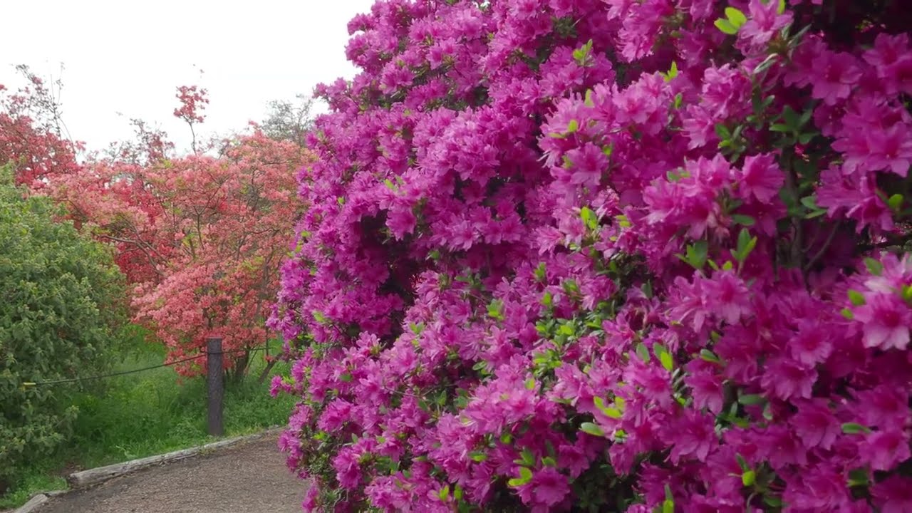 【4k】2025.04.20 館林つつじヶ岡公園を歩いた