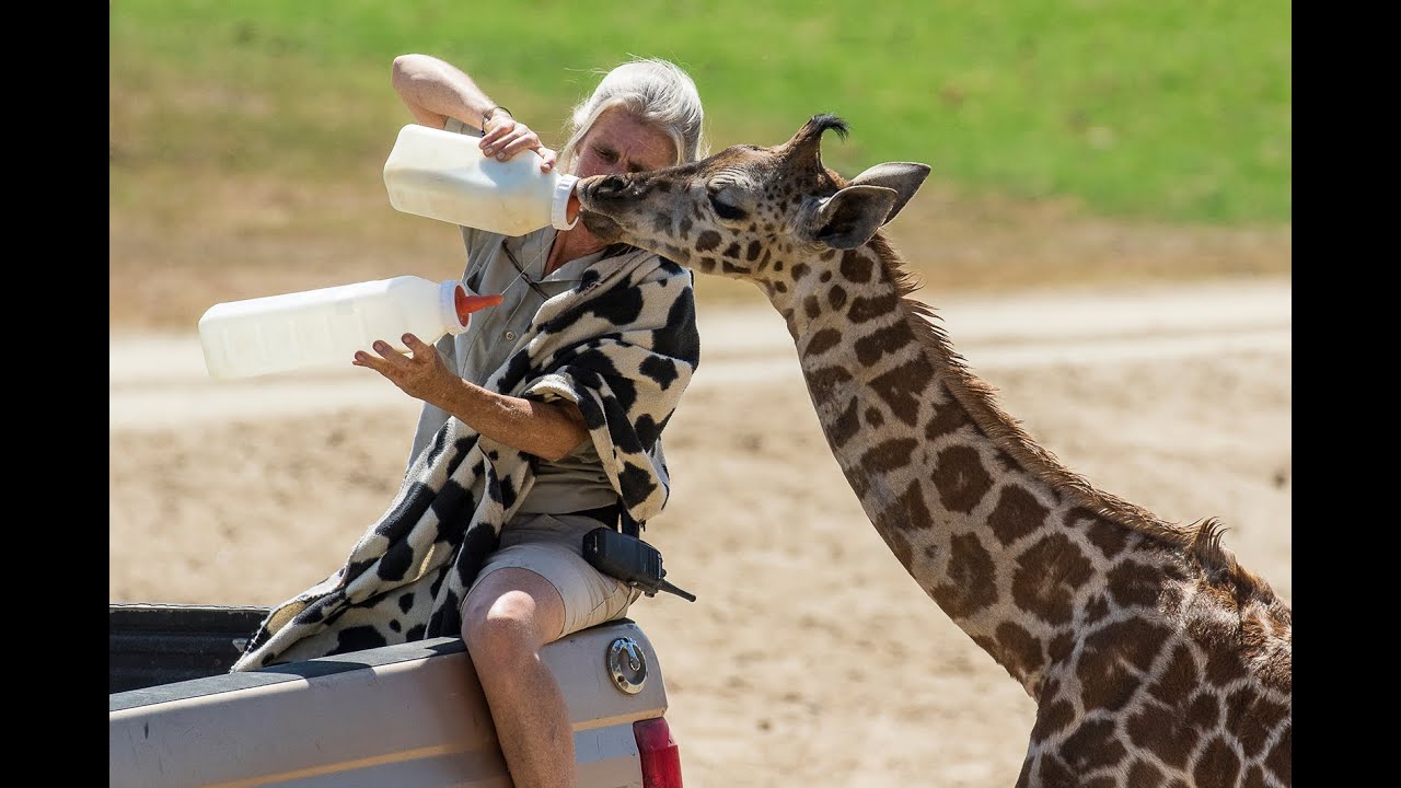 How To Bottle Feed a Giraffe Calf