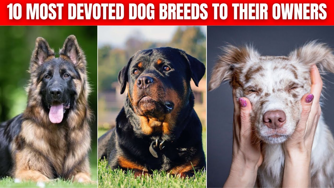 Top 10 Most Devoted Dog Breeds to Their Owners