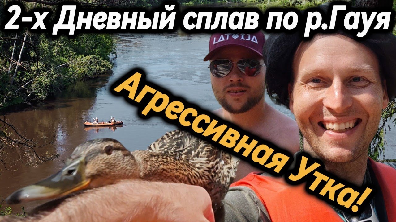 ✅✅✅Агресивную Утку Мы Встретили во Время Двухдневного Сплава по Реке Гауя!  #влог  #латвия