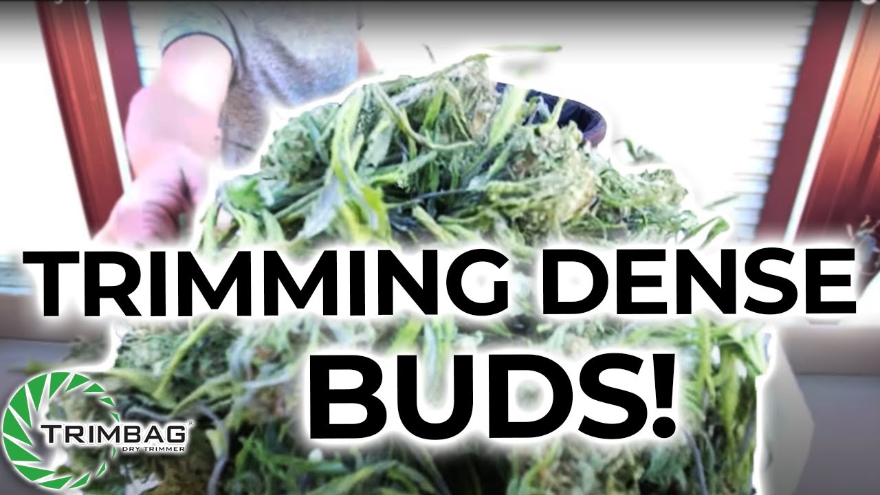 Trimbag Dry Trimmer Demonstration with Dense Cannabis Flowers