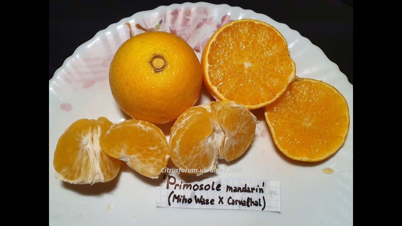 Citrus Primosole mandarine ( мандарин Примосоль )