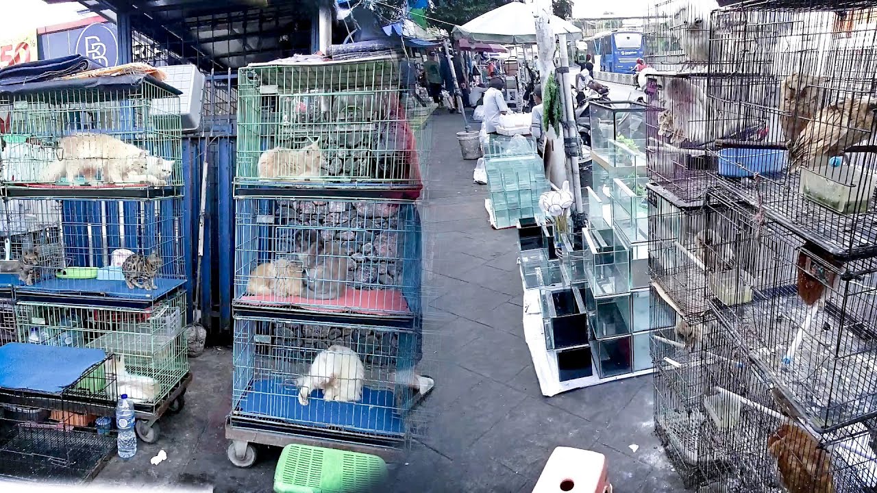 Jakarta Pet Market - Jatinegara Animal Market - Pasar Hewan Jatinegara - Indonesia