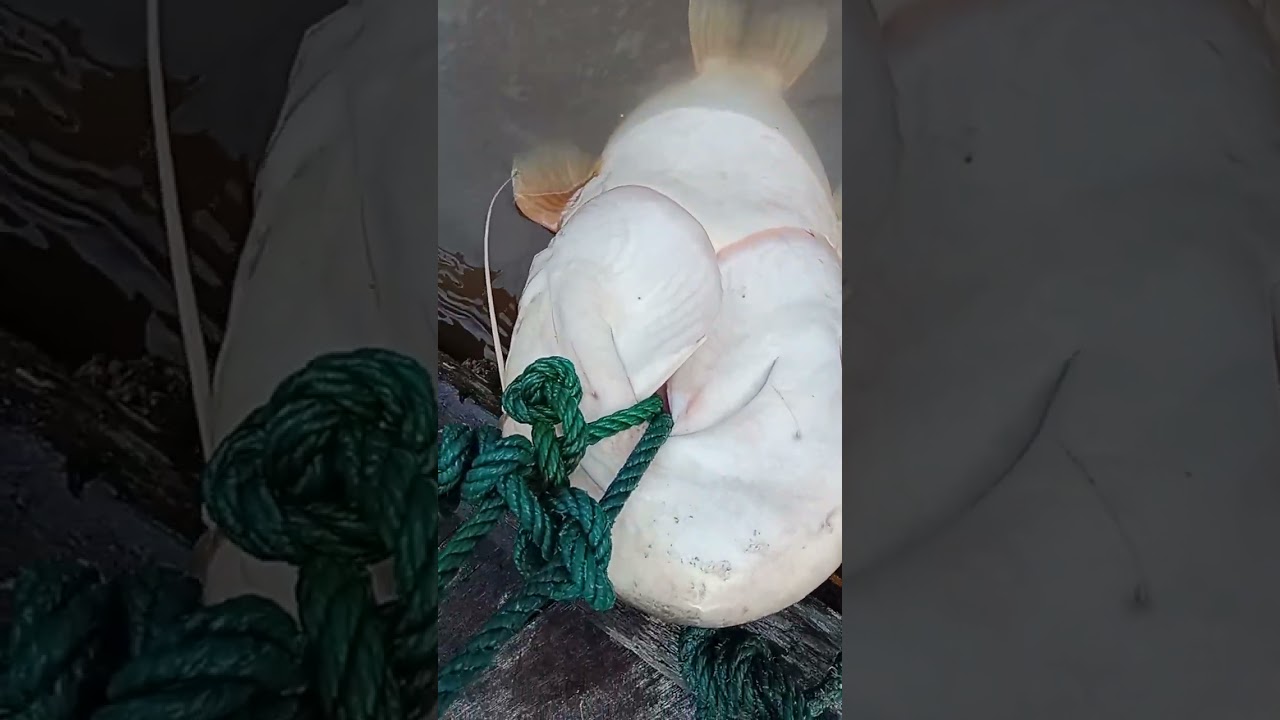 ikan tapah babon terkena rawai banjur