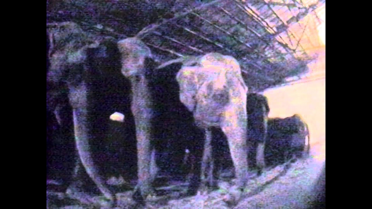 Indian Ocean Says NO to Animal Circuses