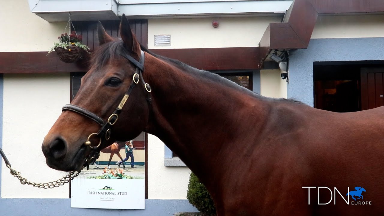 Equiano at the Irish National Stud