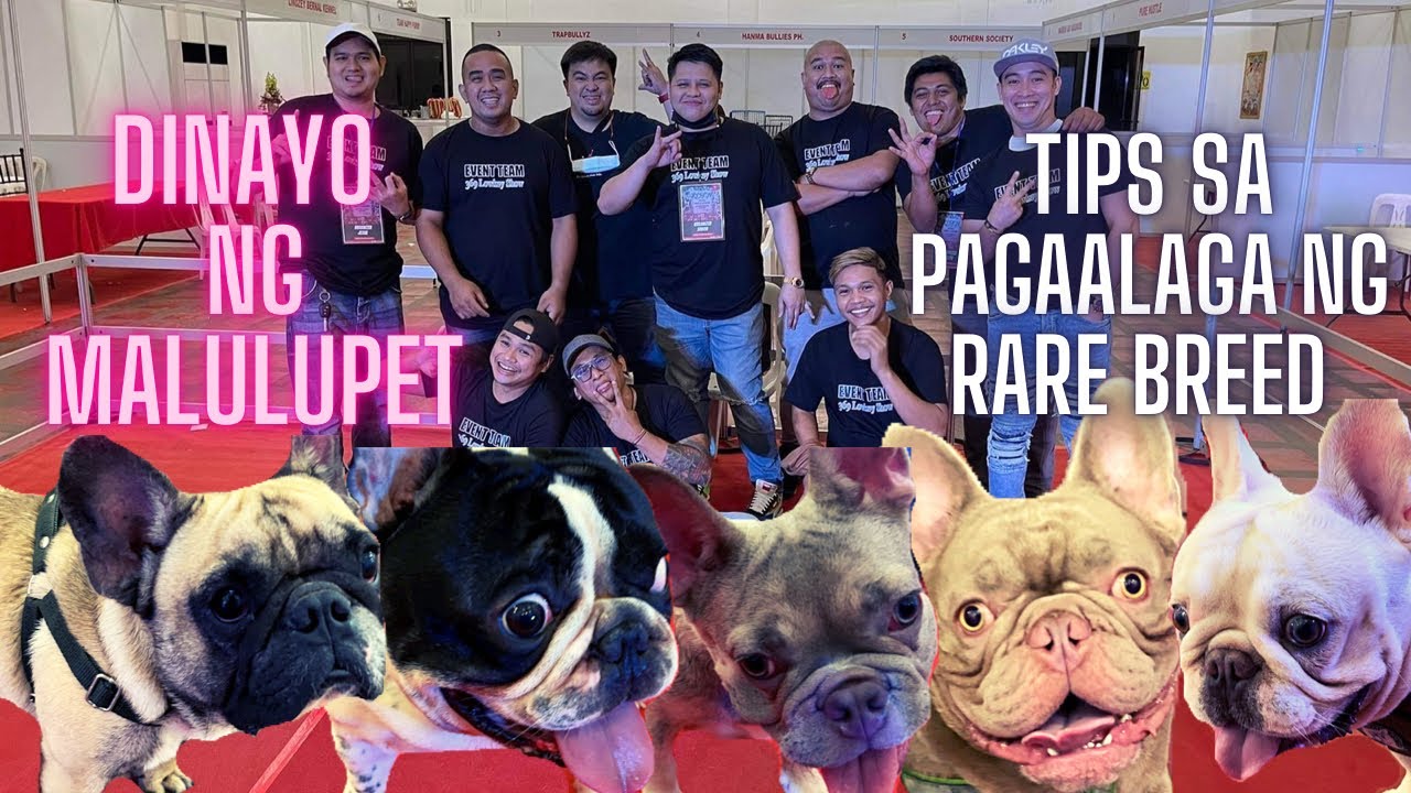 Top Ten French Bulldog Color Trends (2022) sa FIRST ALL FRENCHIE COMPETITION | SOBRANG CUTE NILA