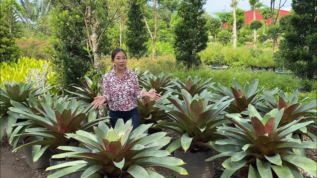 Plantita Journey Vlog #214 || Back to Mother Earth  Gardens, enjoyed the scenery and plants 🌿🍃👌