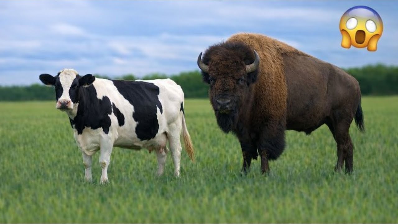¿Qué sucede cuando un BISONTE se CRUZA con una VACA?¡La Verdad Revelada!