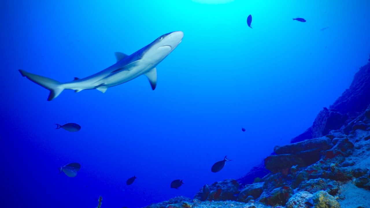 Underwater Scenes | 30 Minutes of Relaxing Ocean Footage & Ambient Music