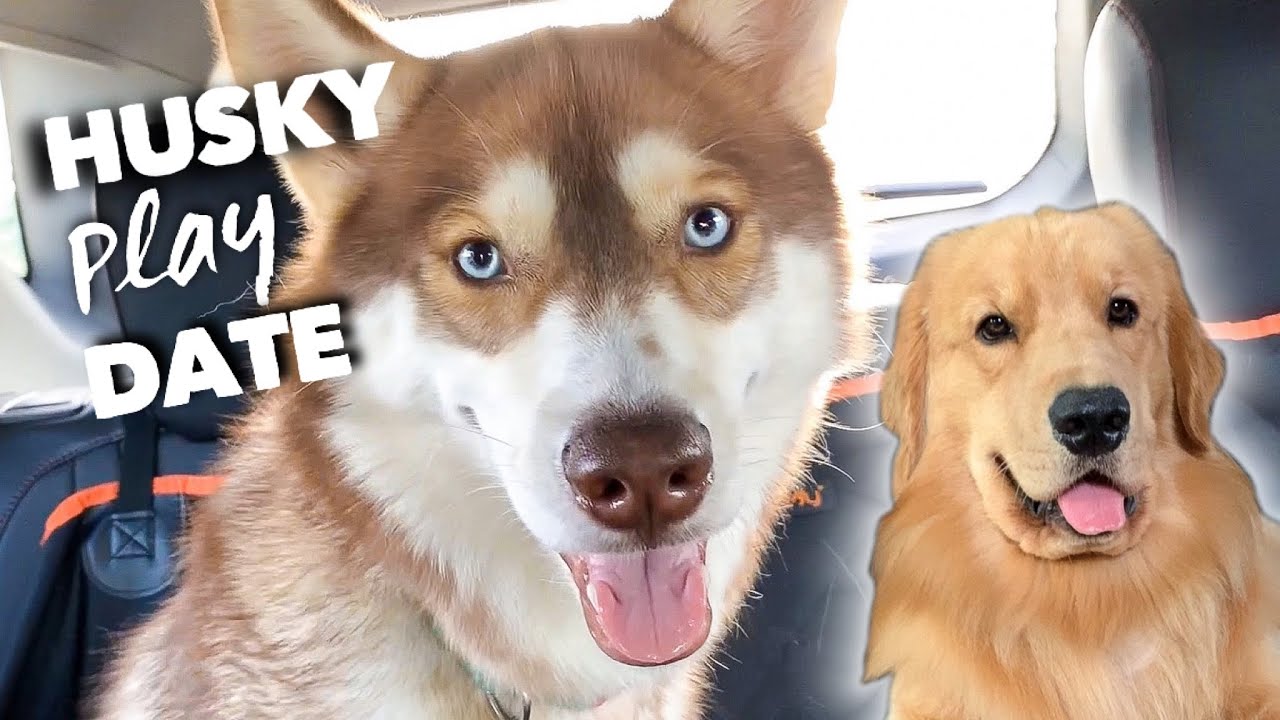 My Dog Has a Husky Play Date