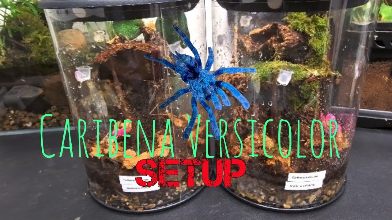 Caribena Versicolor babies setup    #unboxing #fyp #youtubeislife