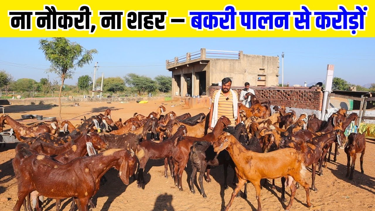 ना नौकरी, ना शहर – बकरी पालन से करोड़ों -GOAT FARMING BUSINESS