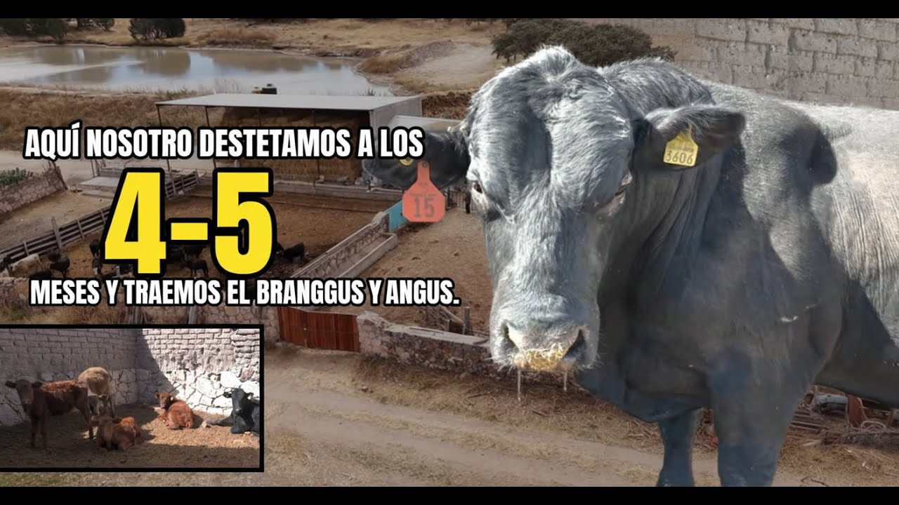 A QUI NOSOTROS DESTETAMOS A LOS 4 O 5 MESES Y TRAEMOS EL GANADO BRANGUS Y ANGUS