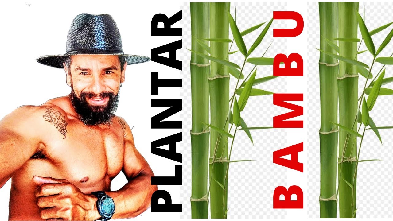 Bambu - como plantar bambu - mudas de bambu