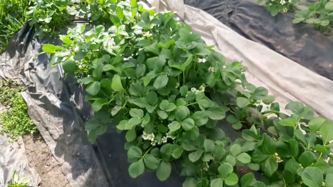 использование флорона на клубнике